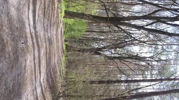 Vertical Video of a Road in the Forest