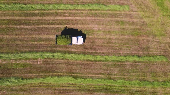 A Truck Loaded with Crushed Grass is Driving in the Field Aerial View