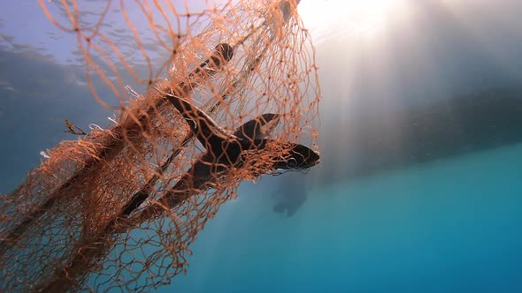 Caught Fish in Net Hanging From Boat Under Sea