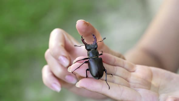  Male Stag Beetle