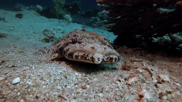 Crocodile Fish Red Sea