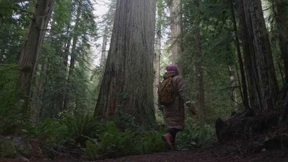 Slow Motion Low Angle View of Young Woman Walking Between Giant Tall Trees 6K