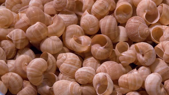 Cleaned Snail Shells