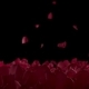Red Rose Petals Slow Falling On Flower Bed Close Up In Black Background With Alpha Matte - VideoHive Item for Sale