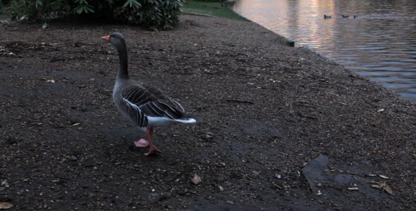 Greylag Geese In St. James's Park London