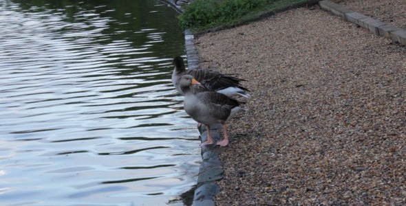 Greylag Geese In St. James's Park London - 1