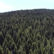 Forest with drone - VideoHive Item for Sale