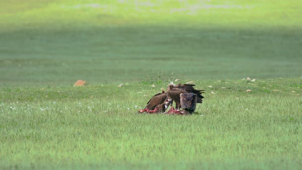 Wild Vulture Herd Eating a Dead Animal Carcass