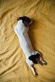 Dog Jack Russell lies on the bed - PhotoDune Item for Sale