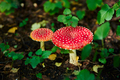Two mushroom fly agaric - PhotoDune Item for Sale