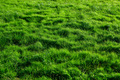Green grass background meadow - PhotoDune Item for Sale