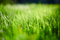 Green grass background meadow - PhotoDune Item for Sale