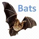 Bats