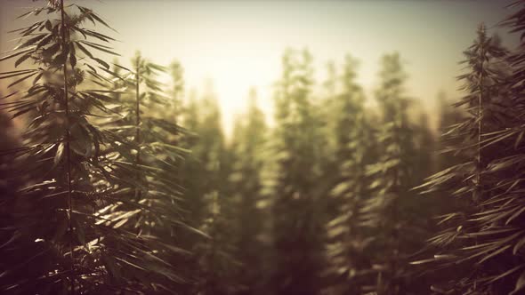 Field of Green Medial Cannabis