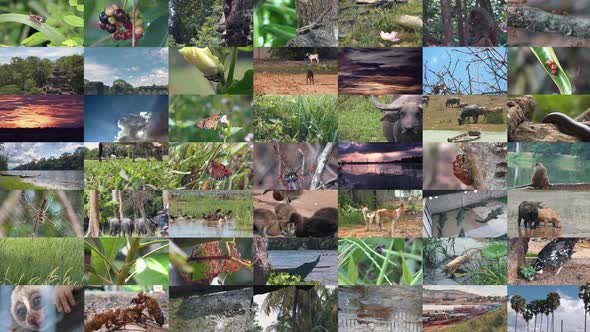 Multiple Screens of Wildlife and Nature Clips