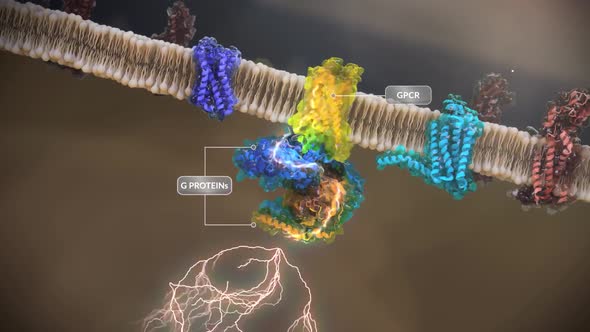 G-protein-coupled receptors