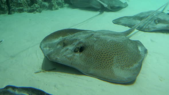 Honeycomb Stingray or Reticulate Whipray Moving