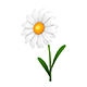 Daisy - 3DOcean Item for Sale