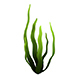 Seaweed - 3DOcean Item for Sale