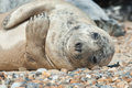 sleeping seal pup - PhotoDune Item for Sale