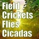 Field Summer Crickets Flies