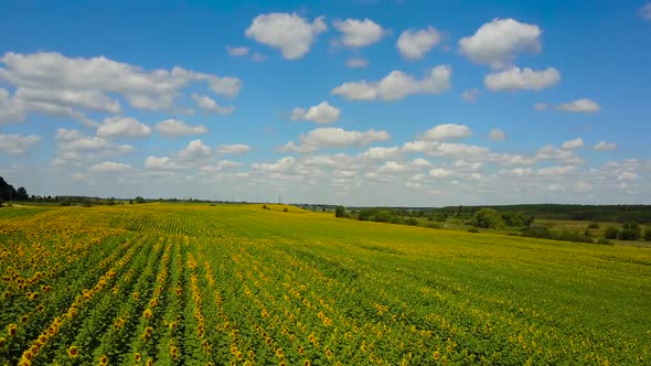 Field of Blooming Sunflowers