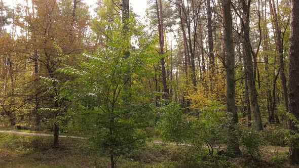 Forest with Trees in an Autumn Day