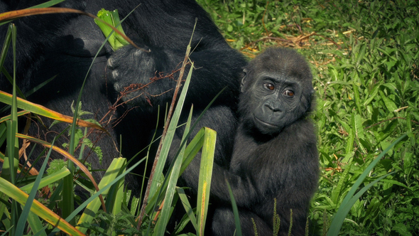 Baby Gorilla Clings To Mother