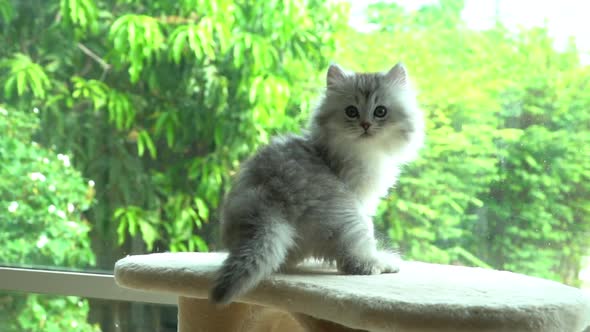 Cute Persian Kitten Playing On Cat Tower