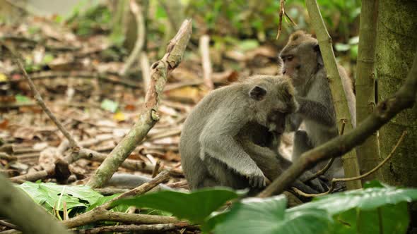 Monkeys in the Forest in Bali