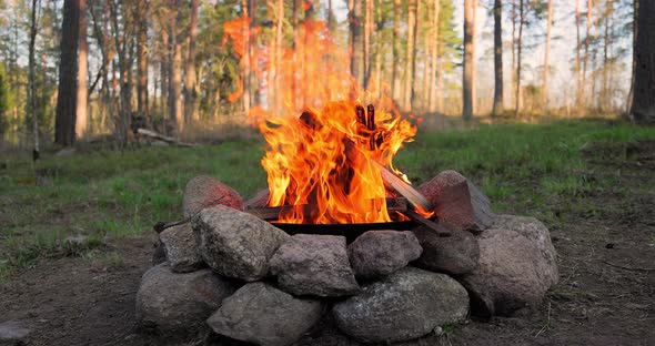 Burning Campfire in the Forest