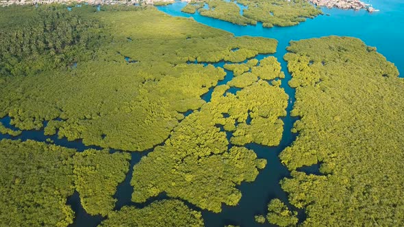 Mangrove Forest in Asia