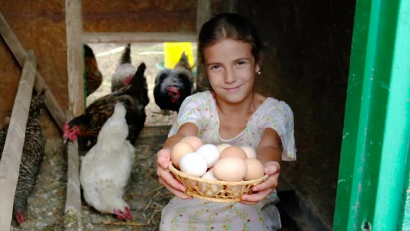 The Child Picks Up the Eggs in the Chicken Coop