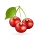 Cherry Realistic Vector Icon Isolated on White - GraphicRiver Item for Sale