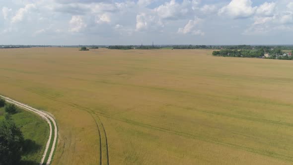 Yellow Wheat Field