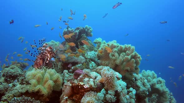 Lionfish with Coral Garden