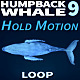 Humpback Whale 9 - VideoHive Item for Sale