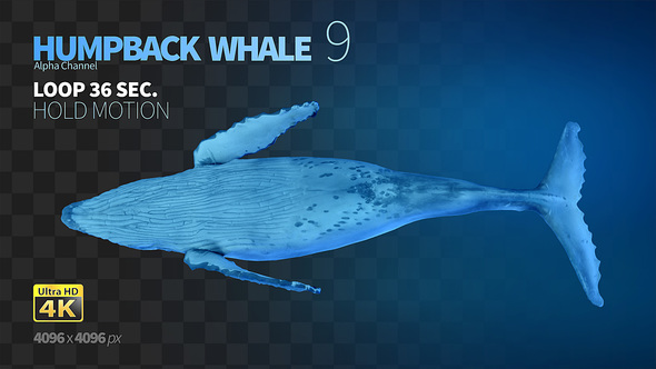 Humpback Whale 9 alt
