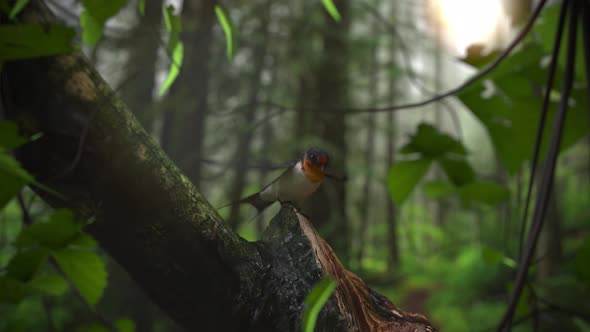 Swallow bird in the jungle.