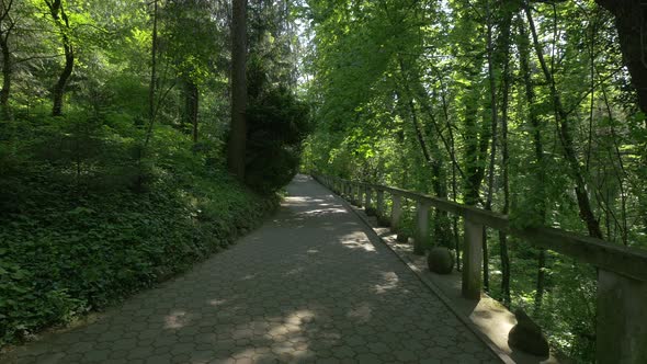 Alley in the forest at the Botanical Garden