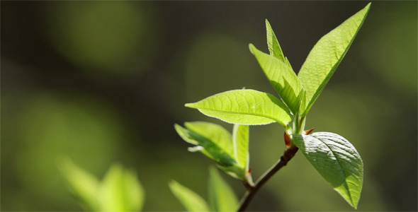 Fresh Leaves In A Forest