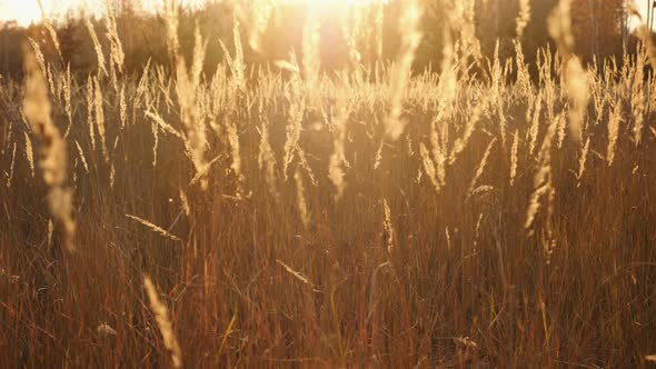 Fluffy Glowing Spikelets of Dry Grass on a Meadow at Sunset in Autumn Weather