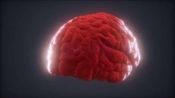 Loop Rotating Human Brain Animation