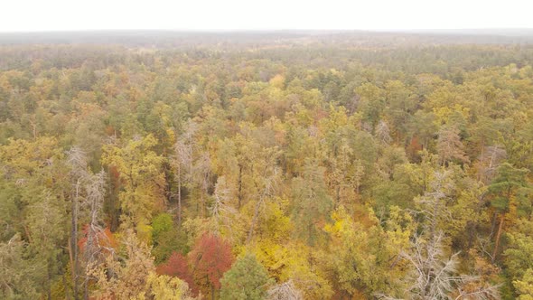 Forest with Trees in an Autumn Day