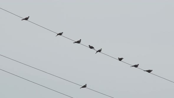 Birds on an Electricity Cable