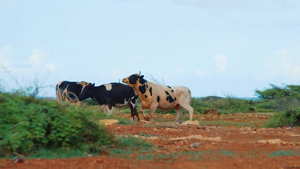 Black and white bull cow chasing another away, Slow Motion Wide Shot