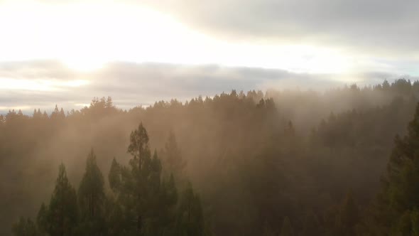 Push in through misty trees to reveal misty valley.