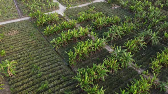 Aerial look down banana tree plantation