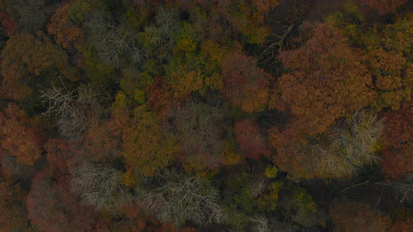 Aerial footage flying above a wood with trees in full autumn colours.