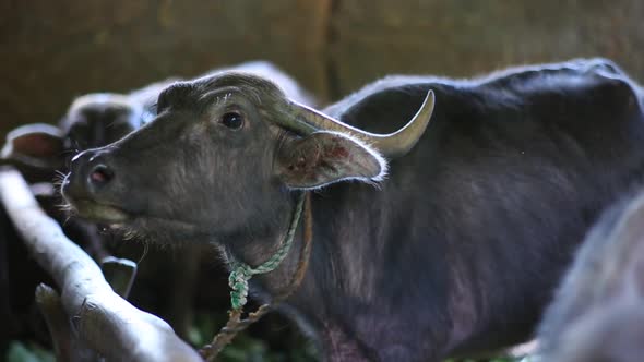 Brown cattle are tied in a barn. Agriculture and farming. Animal husbandry. Cows on a farm in Asia.